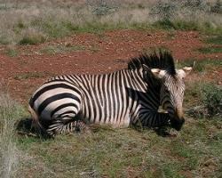 Another good quality Hartmann Zebra